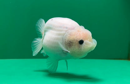 [SINGLE] White Sakura Lionchu Male 4.5 inches #070425SL_07