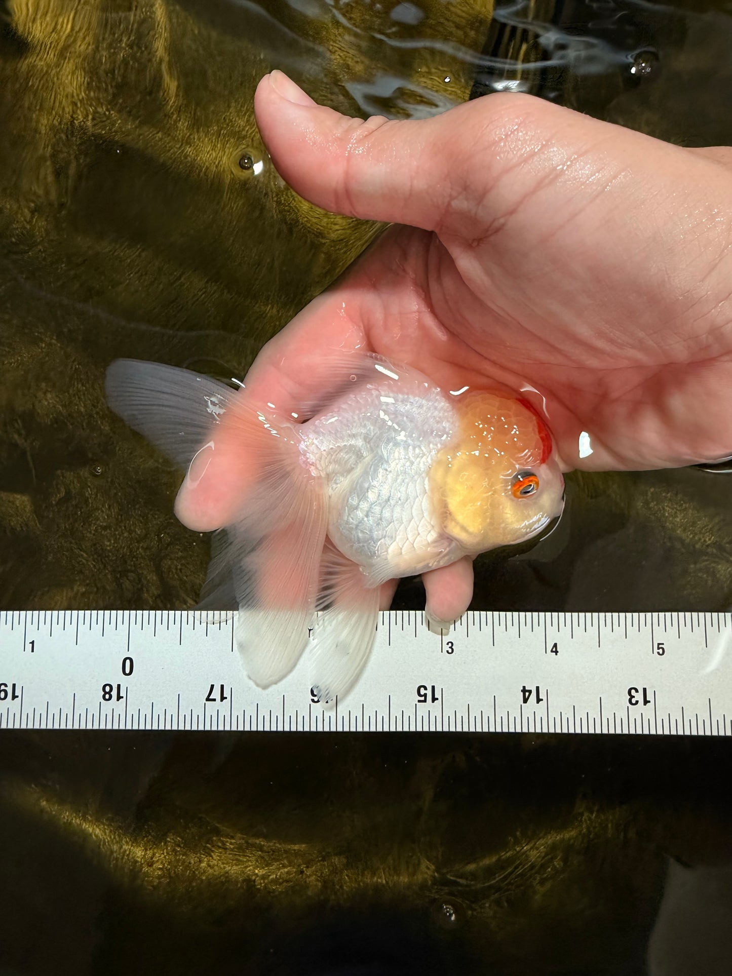 [SINGLE] Red White Oranda Female 4 inches #032026SO_01