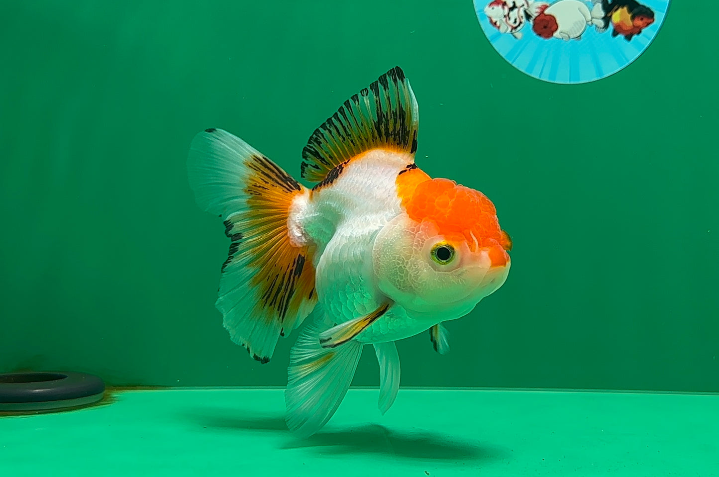 [SINGLE] Tricolor Oranda Female 4.5-5 inches #070425SO_04