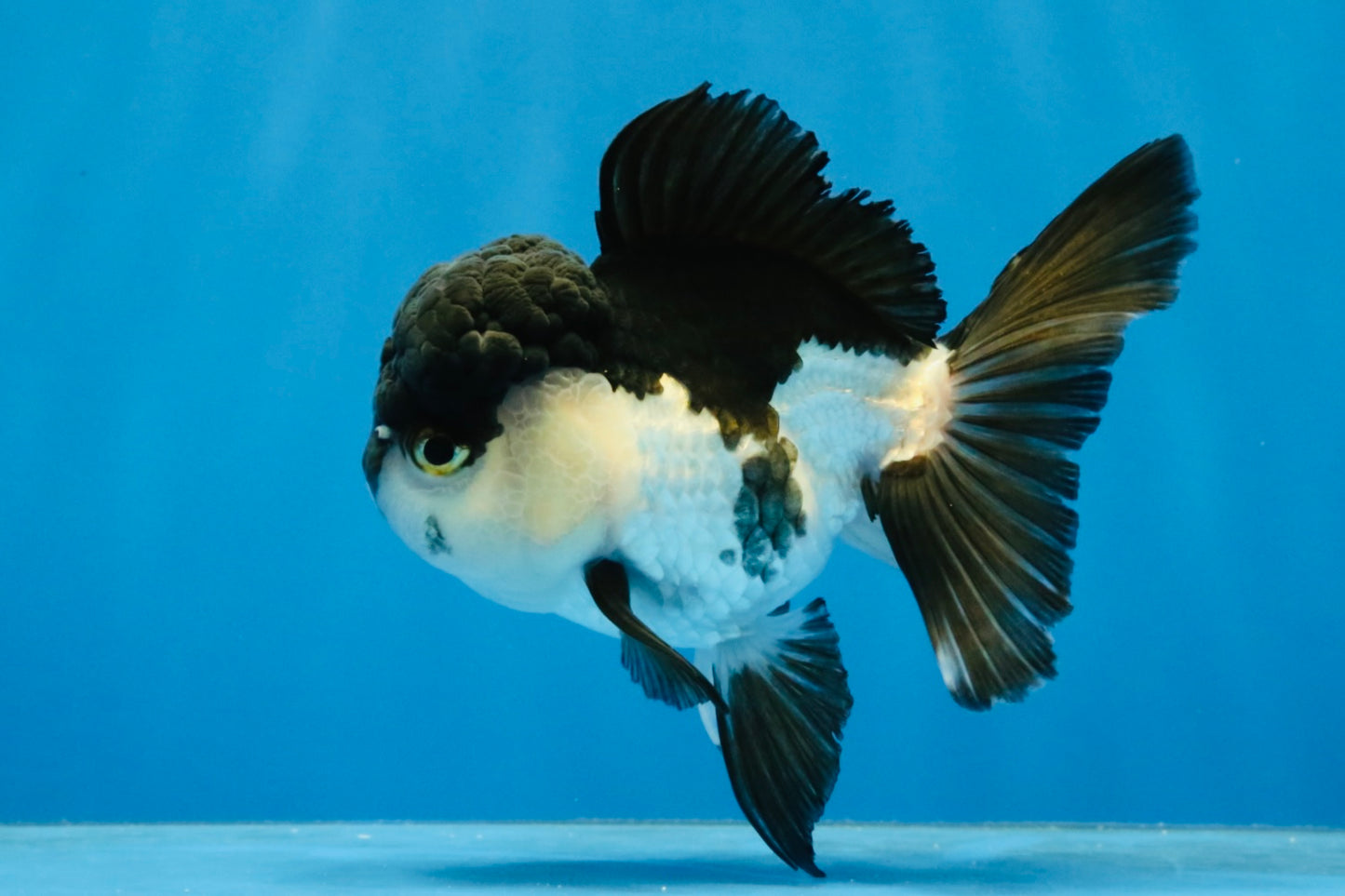 [SINGLE] Panda Oranda Female 4 inches #040326SO_02