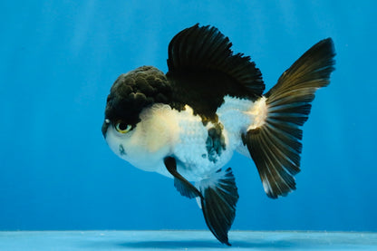 [SINGLE] Panda Oranda Female 4 inches #040326SO_02
