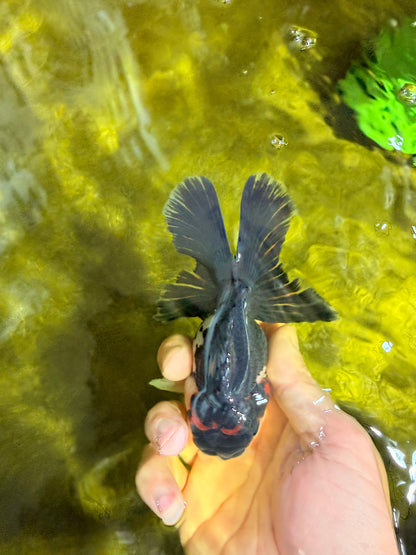 [SINGLE] Tricolor Oranda Male 4.5 inches #022726SO_01