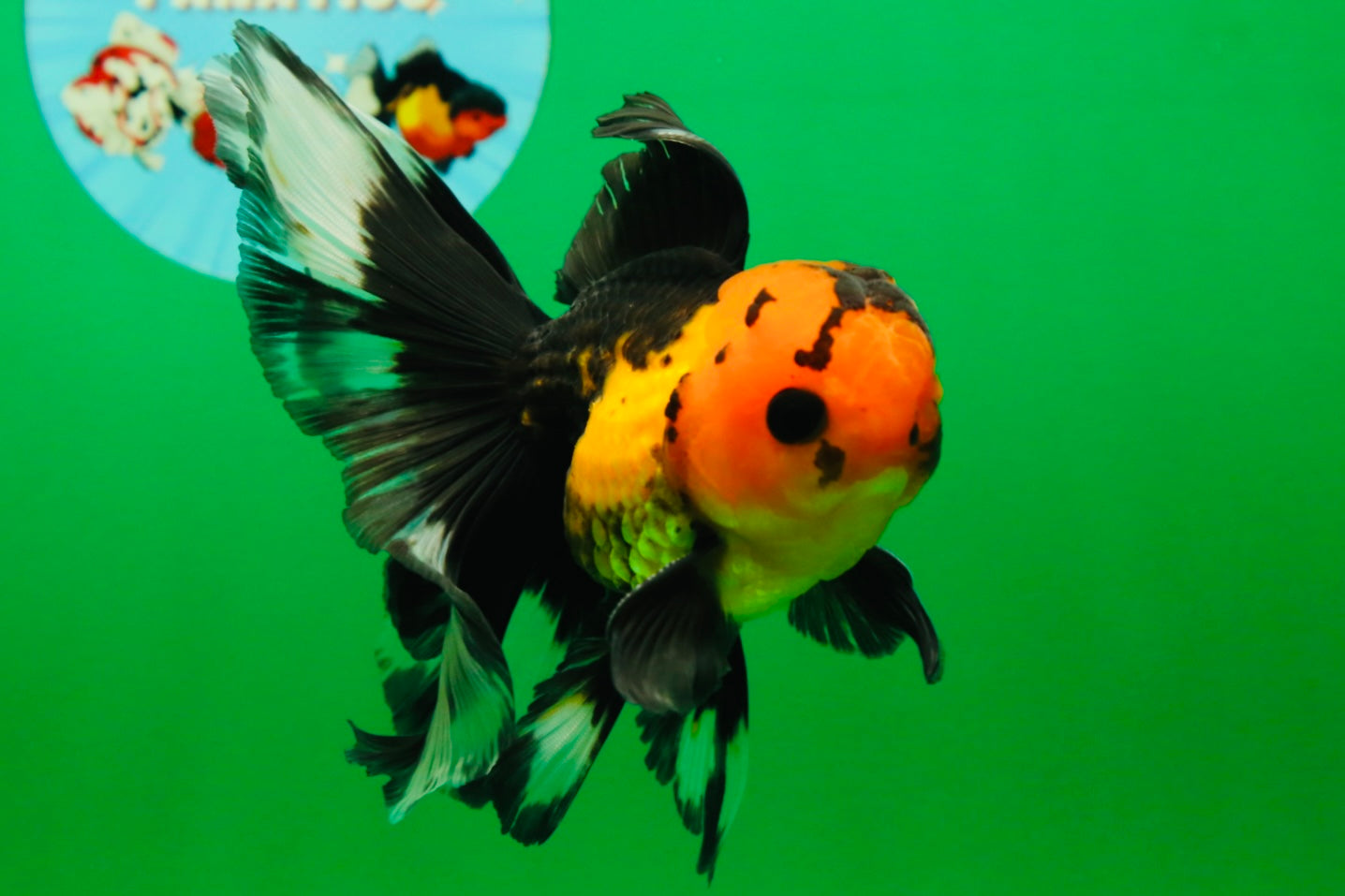 [SINGLE] Apache Button Eyes Male Oranda 4.5 inches #080125SO_04