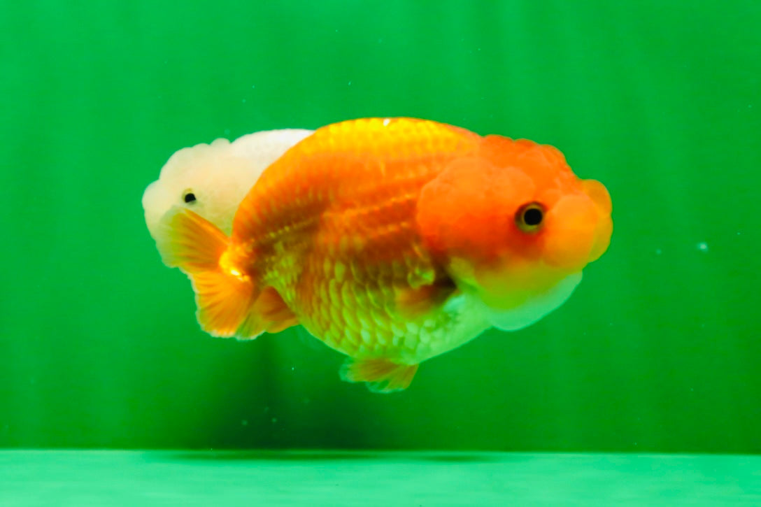 [QUAD] Mix Color Gender : Unknown Lionchu 3-3.5 inches #041125_11