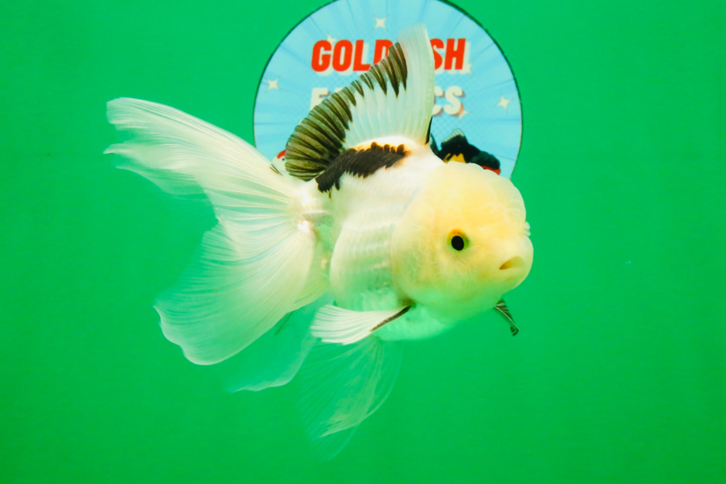 [SINGLE] Tricolor Oranda Male 4.5 inches #112125SO_02