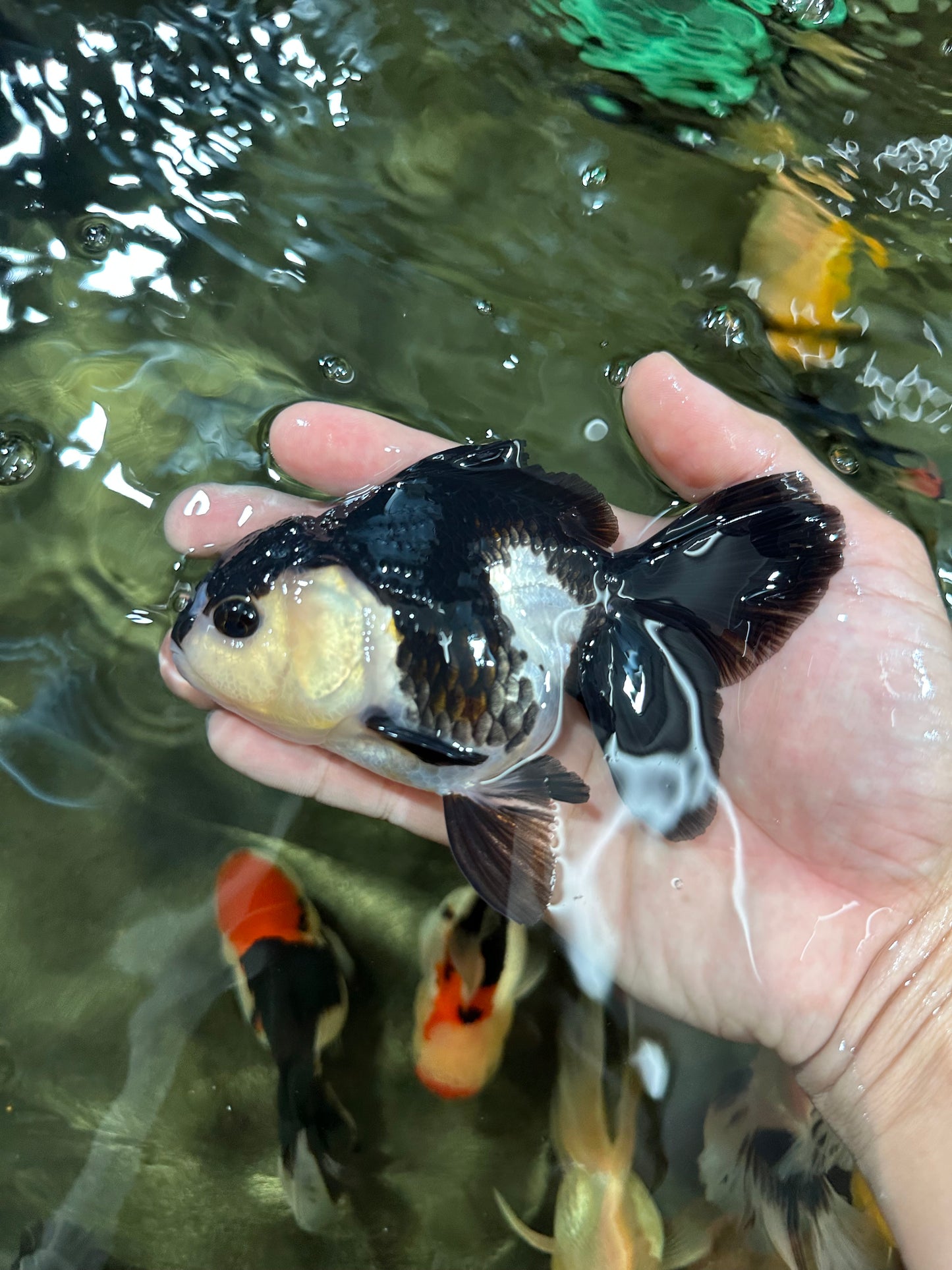 [COUPLE] Tricolor Male & Panda Female Oranda 4.5 inches #052325CO_10