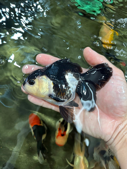 [COUPLE] Tricolor Male & Panda Female Oranda 4.5 inches #052325CO_10
