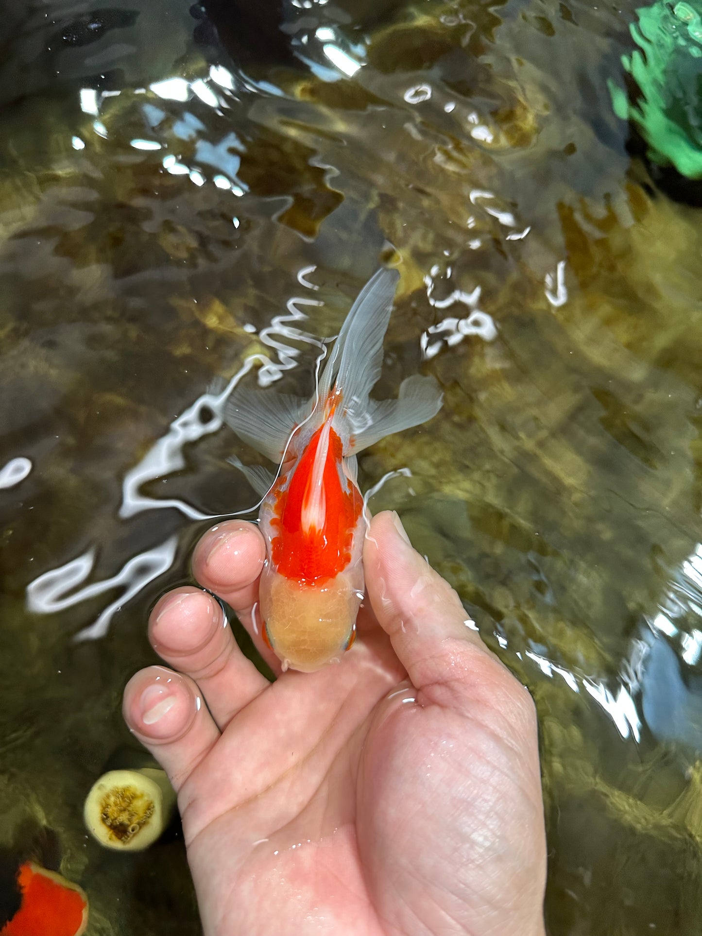[COUPLE] Tricolor Male & Red White Female Oranda 4-4.5 inches #101025CO_03