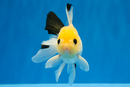 [SINGLE] Lemonhead Bottom Eyes Oranda Male 4.5 inches #022726SO_05