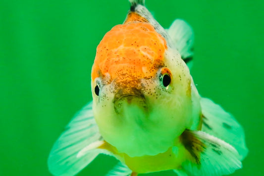 [SINGLE] Red Head Kirin Oranda Male 3.5 inches #013125SO_21