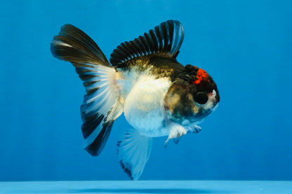 [SINGLE] Tricolor Oranda Male 4 inches #041726SO_03