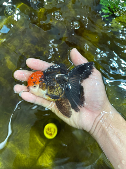 [SINGLE] Panda Oranda Male 4.5 inches #090525SO_06