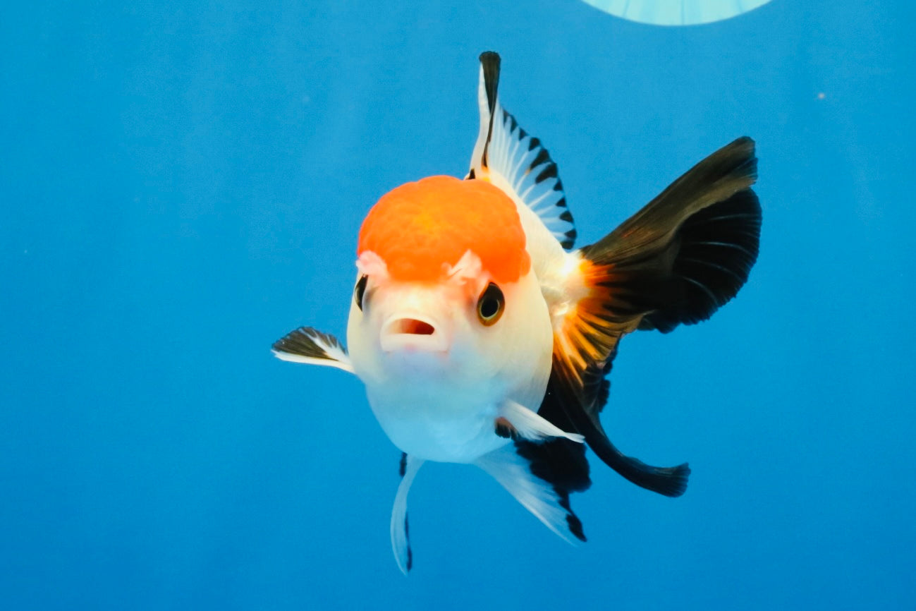 [SINGLE] Tricolor Oranda Female 4-4.5 inches #041026SO_06