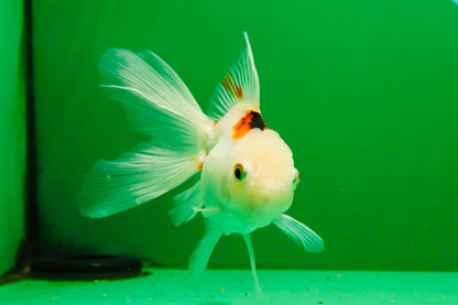 [SINGLE] Tricolor Oranda Female 4.5 inches #112125SO_05