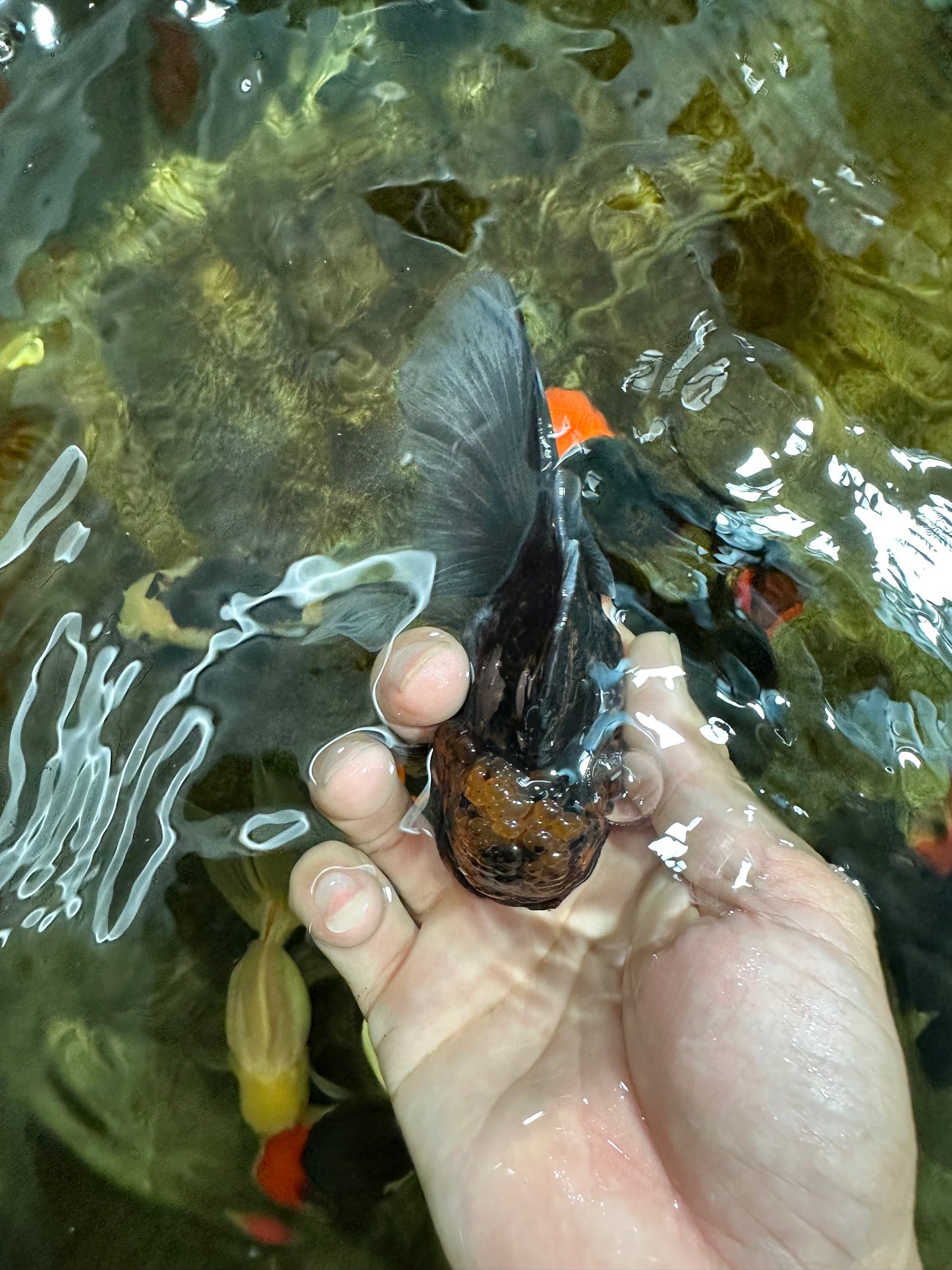[COUPLE] Tiger Male & Panda Female Oranda 4.5 inches #101025CO_06