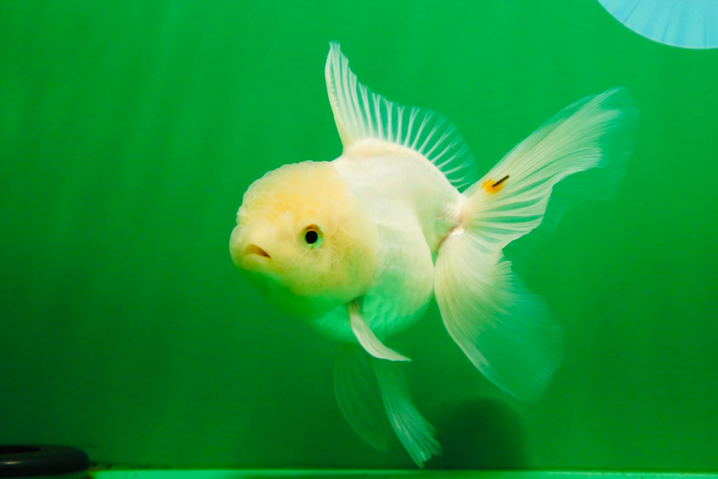 [SINGLE] White Oranda Female 5 inches #081525SO_10