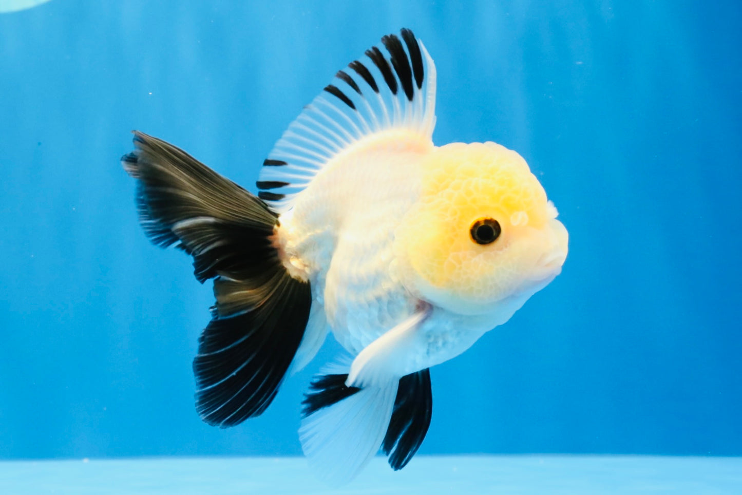 [SINGLE] Panda Button Eyes Oranda Male 4.5 inches #032026SO_10