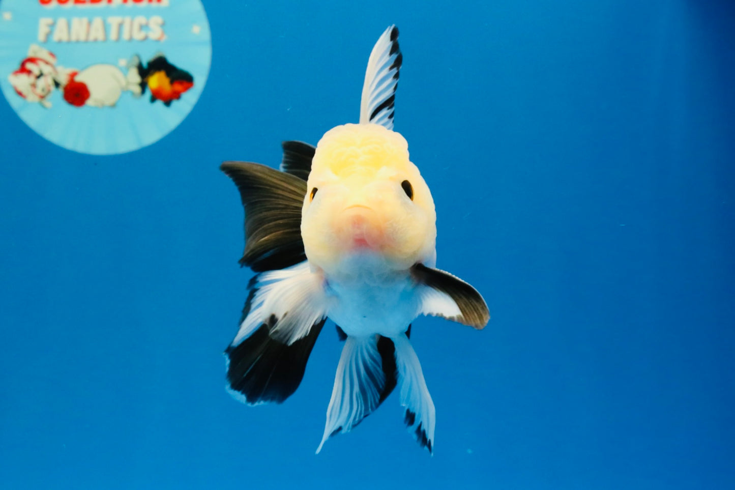 [SINGLE] Panda Button Eyes Oranda Male 4.5 inches #032026SO_08