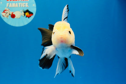 [SINGLE] Panda Button Eyes Oranda Male 4.5 inches #032026SO_08