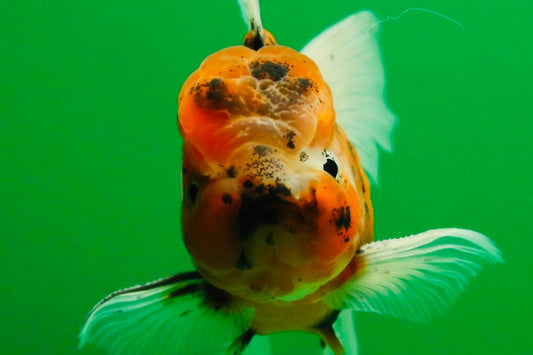 [SINGLE] Tiger Oranda Male 4 .5 #013125SO_19