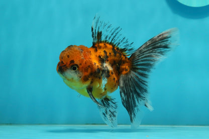 [SINGLE] Tiger Oranda Male 4.5 inches #112924SO_15