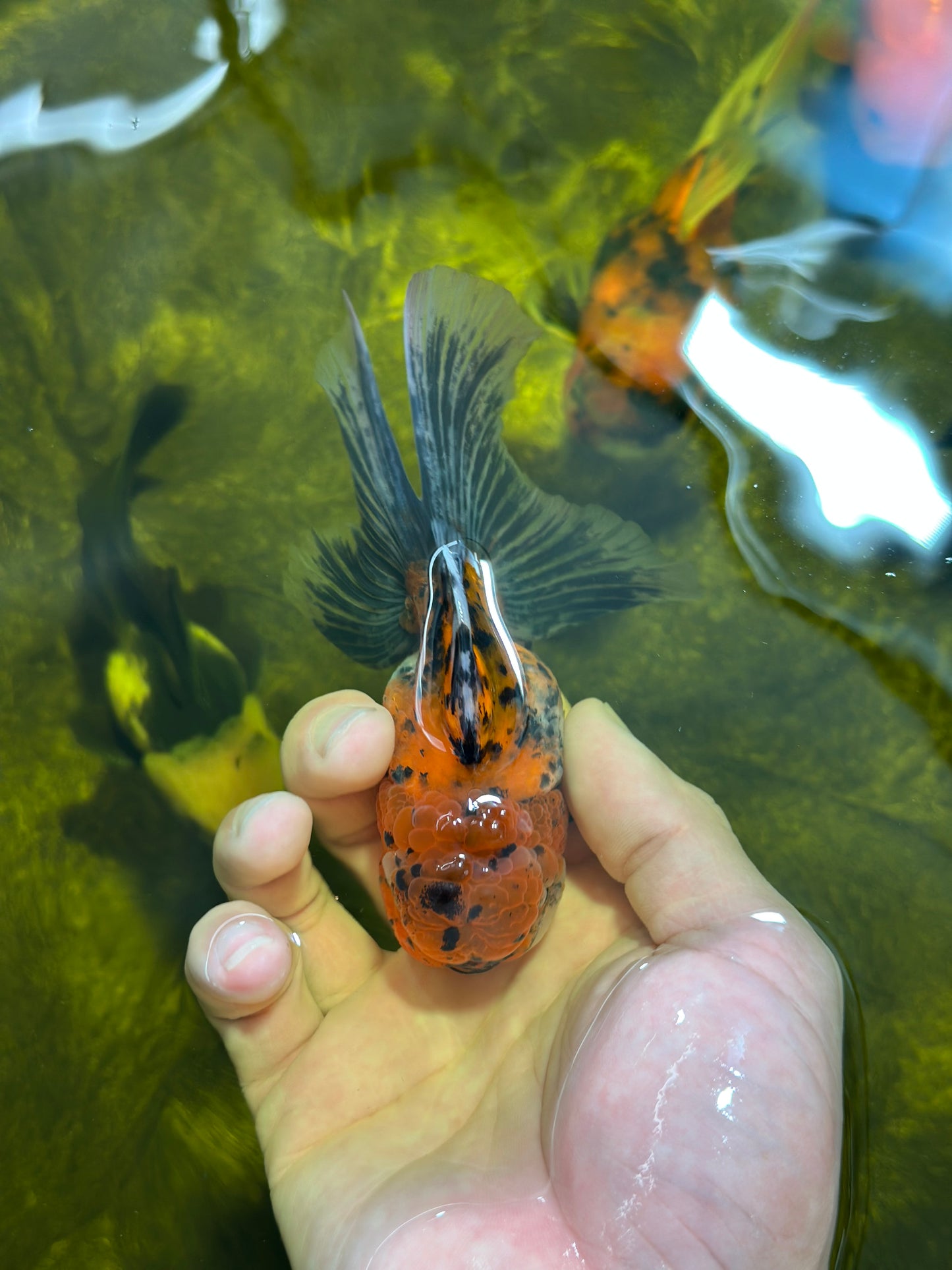 [SINGLE] Tiger Oranda Male 4.5 inches #112924SO_15