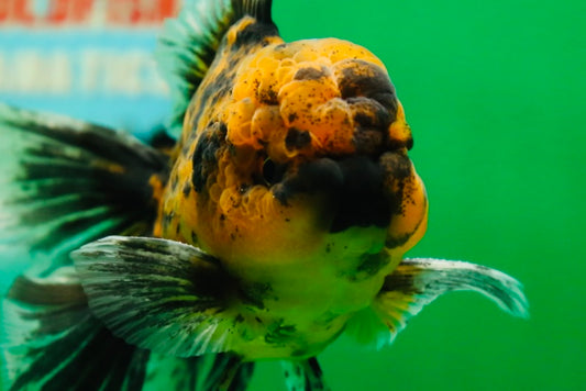 [SINGLE] Tiger Oranda Male 4.5 inches #081525SO_05