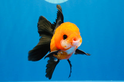 [SINGLE] Apache Oranda Male 4 inches #022726SO_08