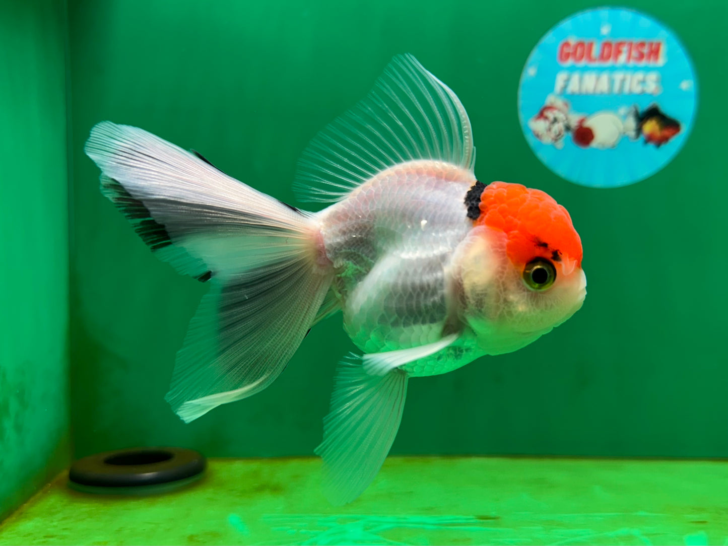 [SINGLE] Red Head Tricolor Oranda Male 4-4.5 inches #060625SO_01