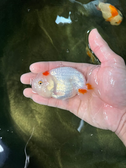 [COUPLE] Red White Male & Orange Female 3-3.5 inches #050225CL_12