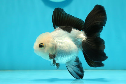 [SINGLE] Panda Oranda Male 4-4.5 inches #112924SO_06