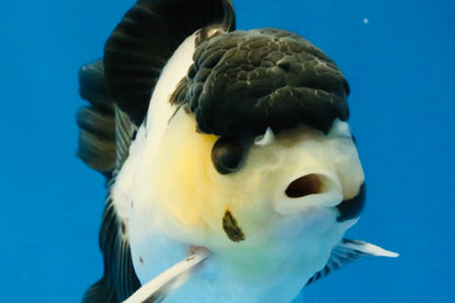 [SINGLE] Panda Oranda Male 4.5 inches #040326SO_08