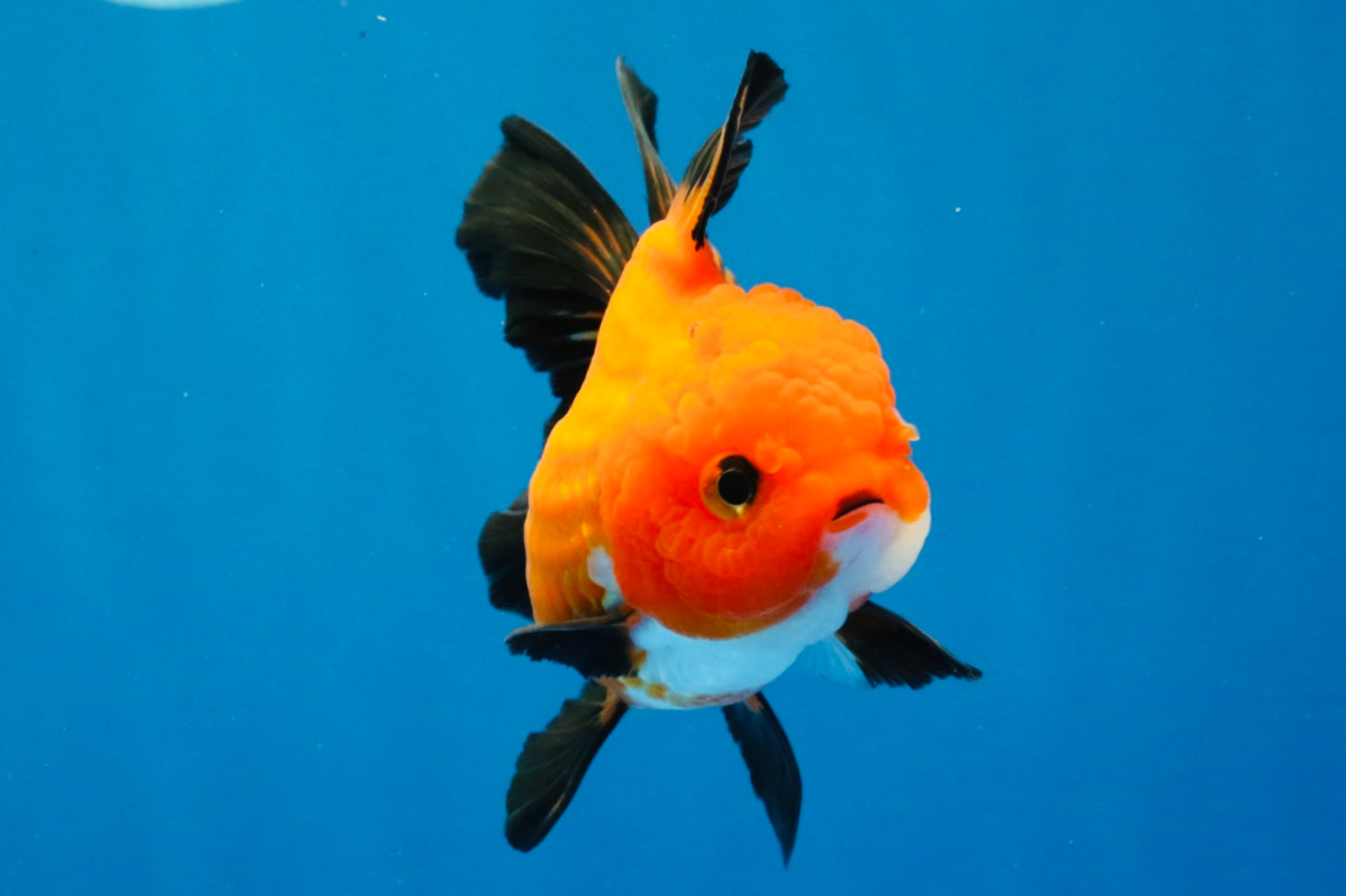 [SINGLE] Apache Oranda Female 4-4.5 inches #030626SO_08