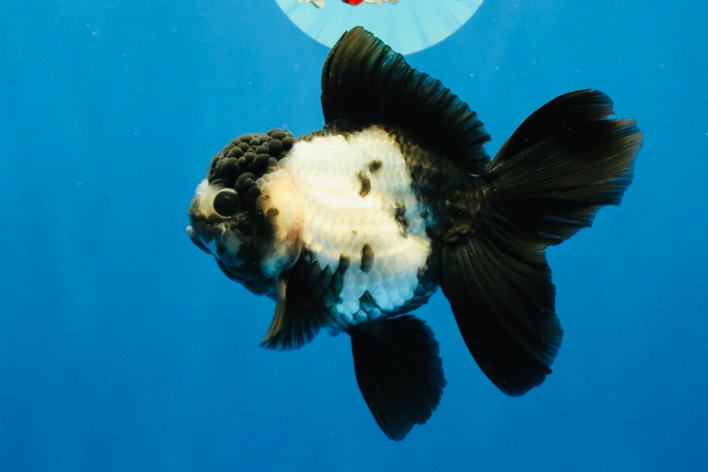 [SINGLE] Panda Oranda Female 4.5-5 inches #040326SO_01