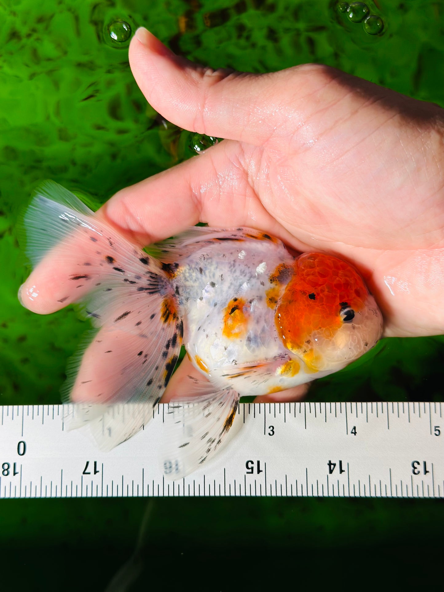 [SINGLE] Marble Red Head Oranda Male size 4.5 inches #112224SO_05