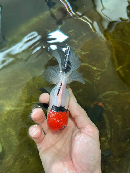 [SINGLE] Tricolor Oranda Male 4.5-5 inches #081525SO_02