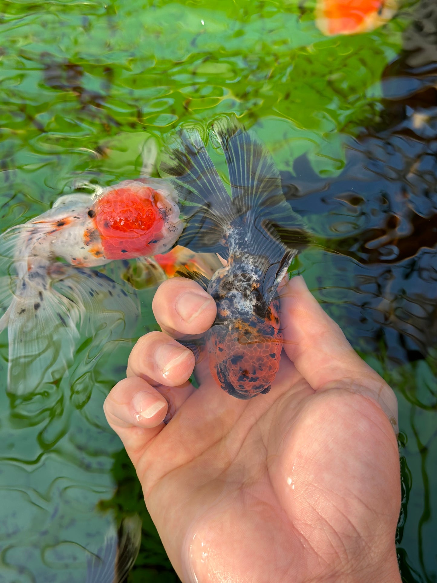 [SINGLE] Calico Oranda Male size 4 inches #112224SO_01