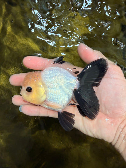 [SINGLE] Panda Button Eyes Oranda Male 4.5 inches #032026SO_10