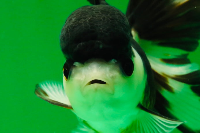 [SINGLE] Panda Oranda Female 4.5 inches #041825SO_06