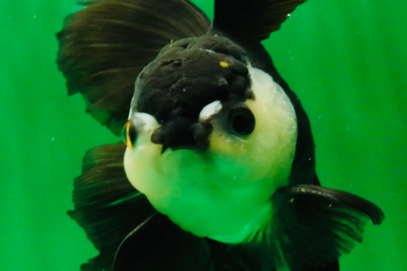 [SINGLE] Panda Oranda Male 5.5-6  inches #121925SO_02