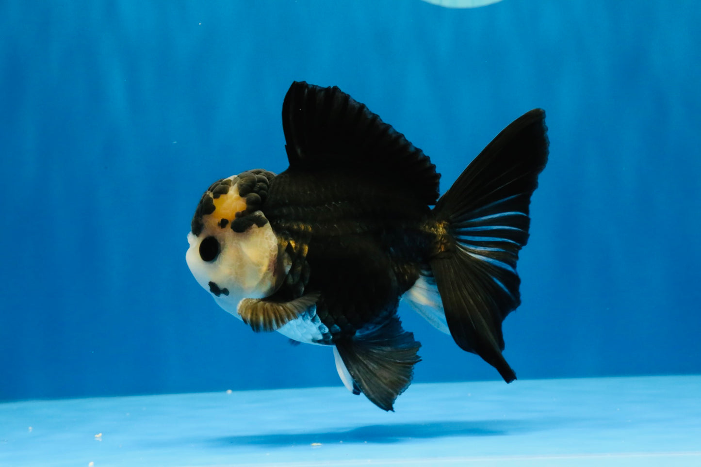 [SINGLE] Panda Button Eyes Oranda Male 4.5 inches #041026SO_09