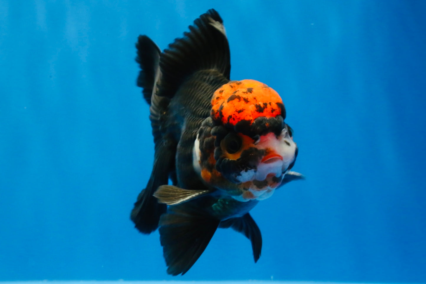 [SINGLE] Tricolor Oranda Male 4.5 inches #022726SO_06