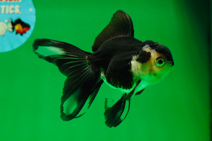[SINGLE] Panda Oranda Female 4.5 inches #082225SO_10