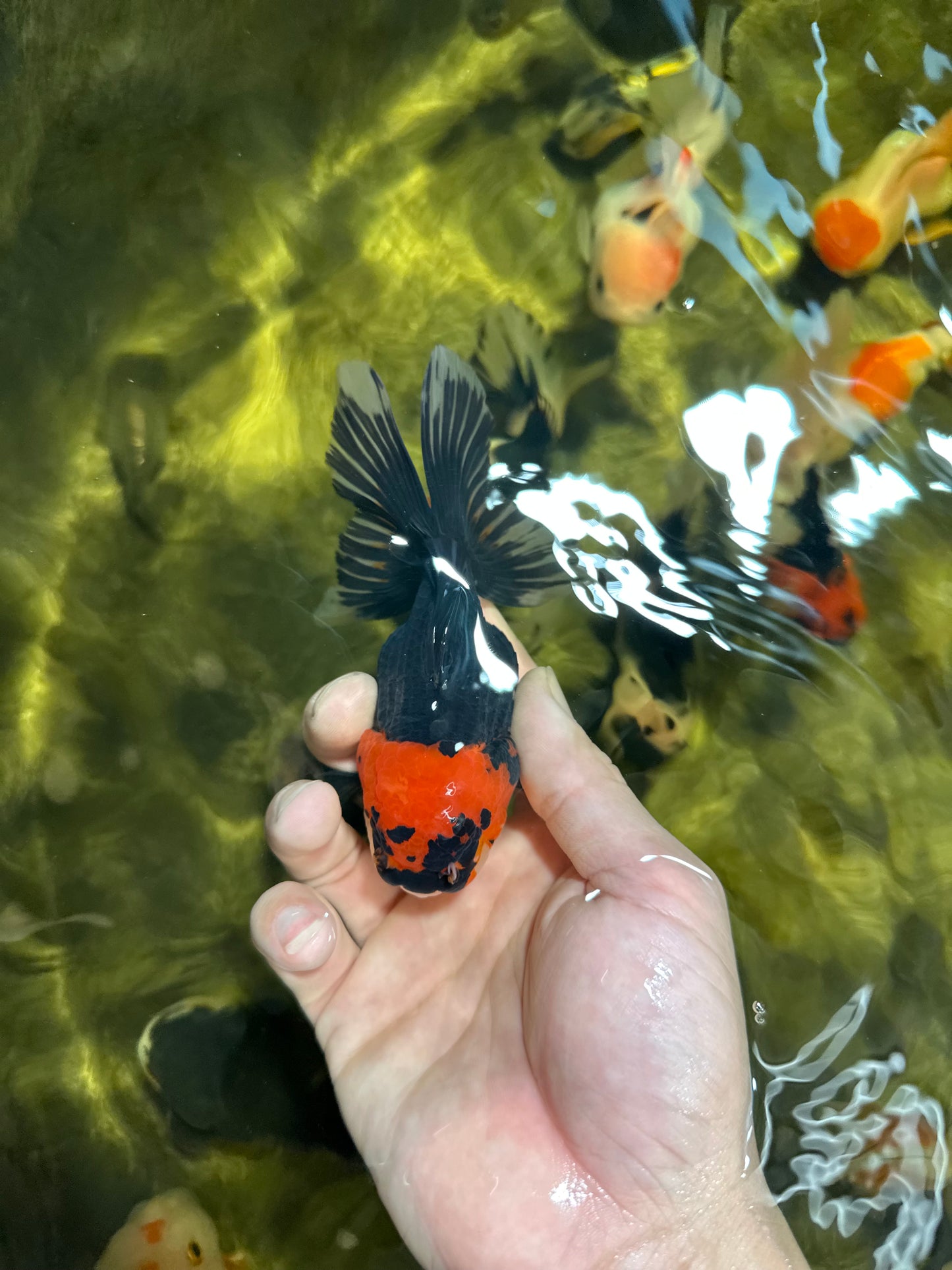 [COUPLE] Red Head Male & Tricolor Female Oranda 4.5 inches #051625CO_10