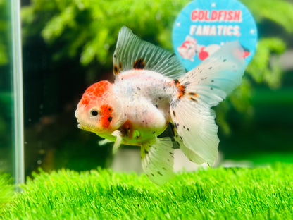 [SINGLE] Marble Red Head Oranda Male size 4.5 inches #112224SO_05