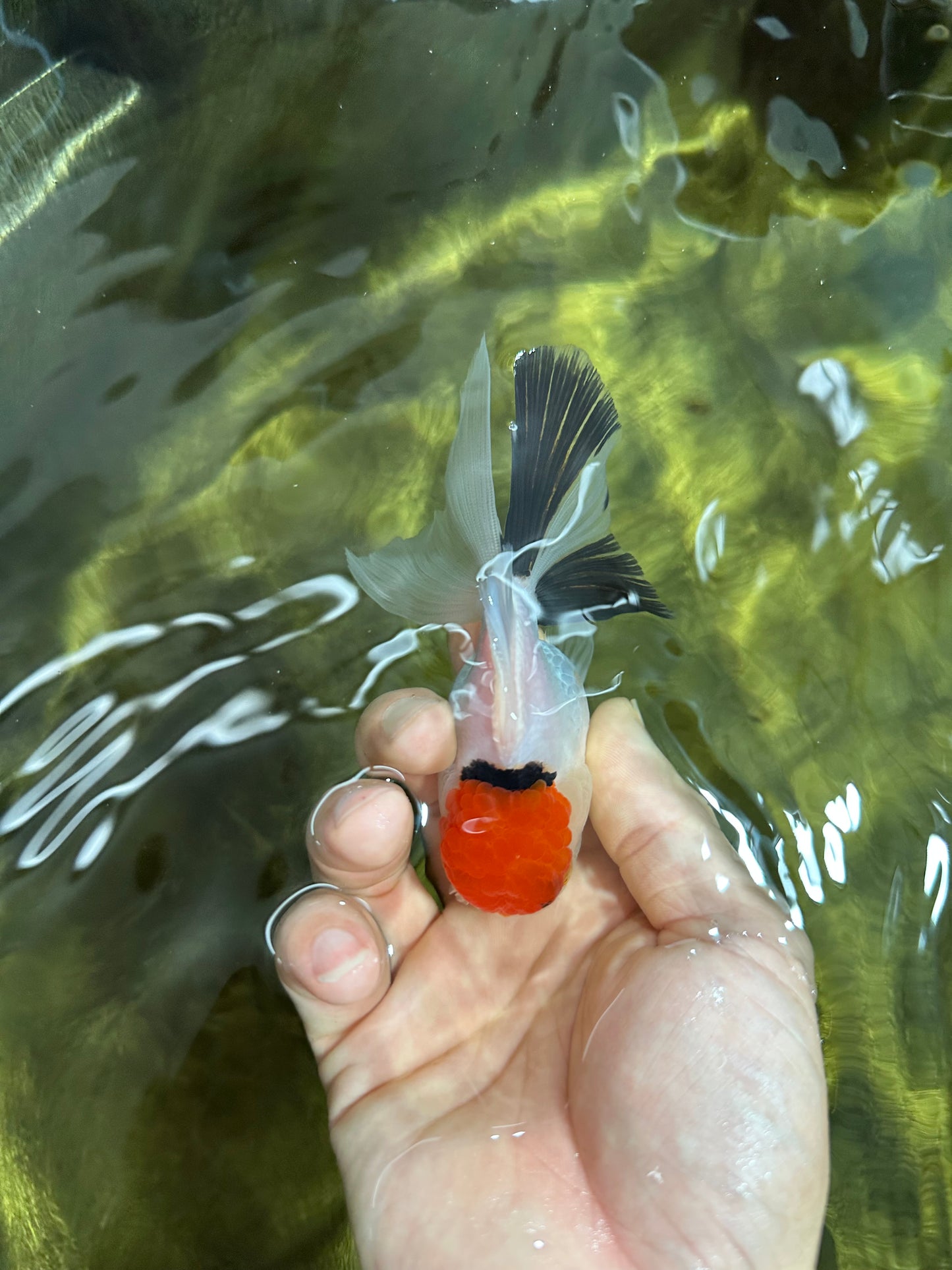 [SINGLE] Red Head Tricolor Oranda Male 4-4.5 inches #060625SO_01