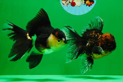 [COUPLE] Tiger Male & Panda Female Oranda 4.5 inches #101025CO_06