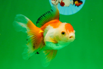 [SINGLE] Orange White Oranda Female 5 inches #081525SO_08