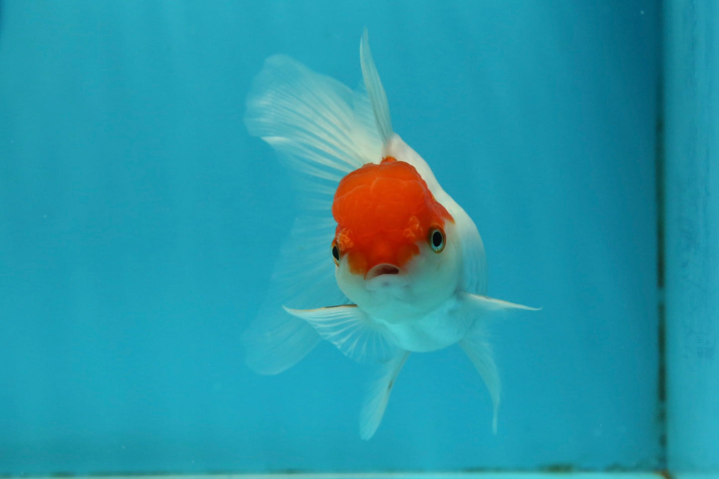 [SINGLE] Red Cap Oranda Female 4 inches #112924SO_19