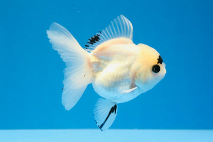 [SINGLE] Panda Button Eyes Oranda Female 4-4.5 inches #031326SO_03